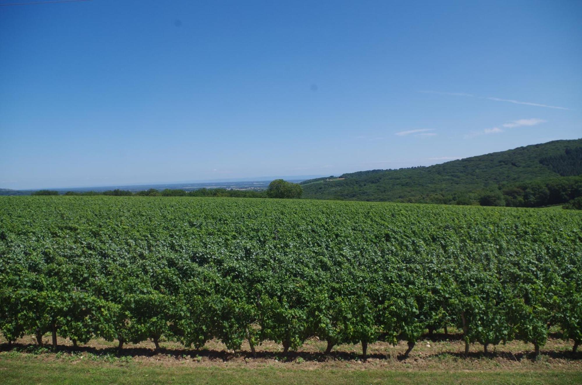 Domaine Joseph Lafarge Wine Resort Winemaker House La Maison Du Negociant Lugny Eksteriør billede
